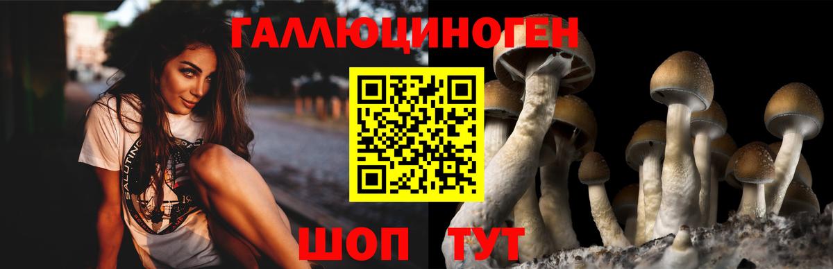 Псилоцибиновые грибы GOLDEN TEACHER Новокубанск